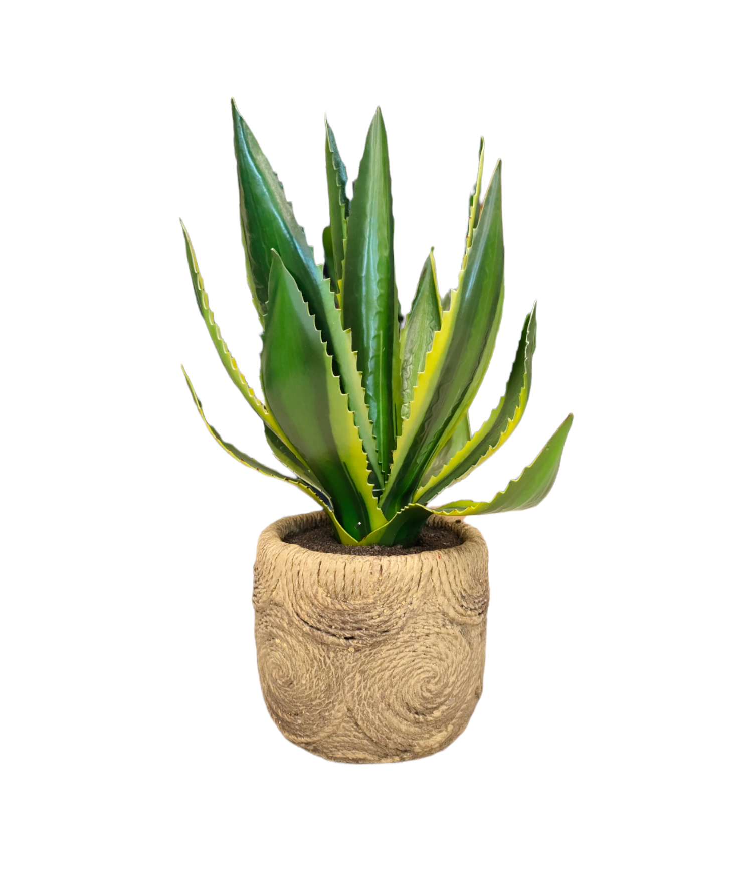 Pianta Agave vaso cemento