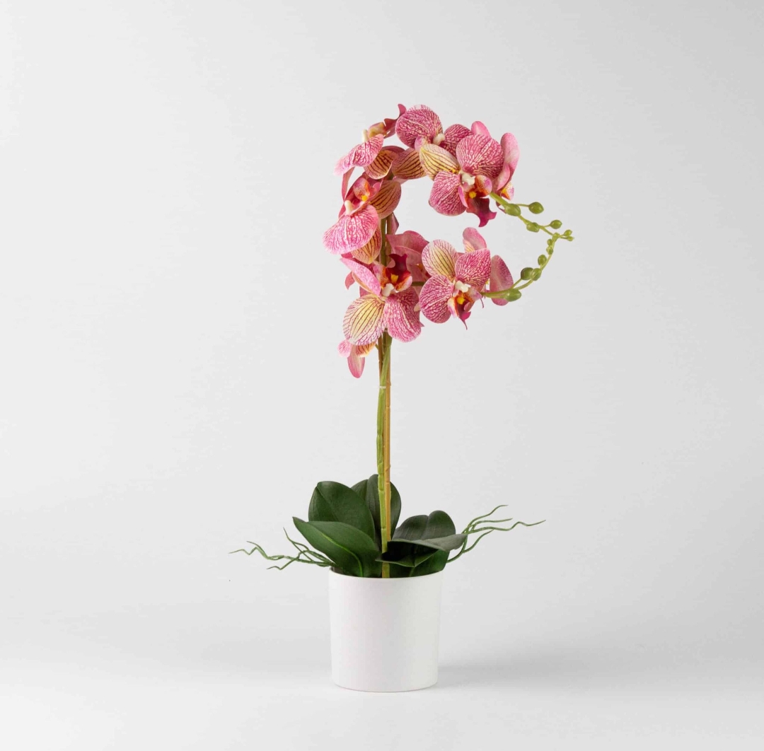 Phalaenopsis real touch bianco per decorazioni floreali