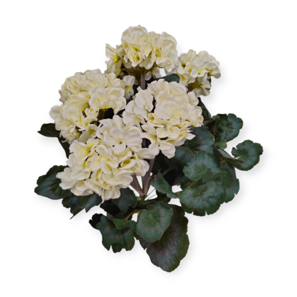 Bush Geranio Durban 56cm (3 Colori) - immagine 3