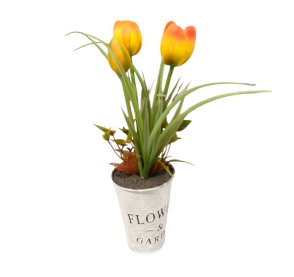 Piantina Tulipani Flowers & Garden H.31cm (4Colori) - immagine 4